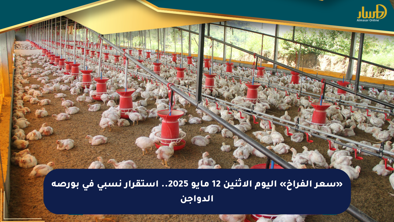 «سعر الفراخ» اليوم الإثنين 12 مايو 2025.. استقرار نسبي في بورصة الدواجن